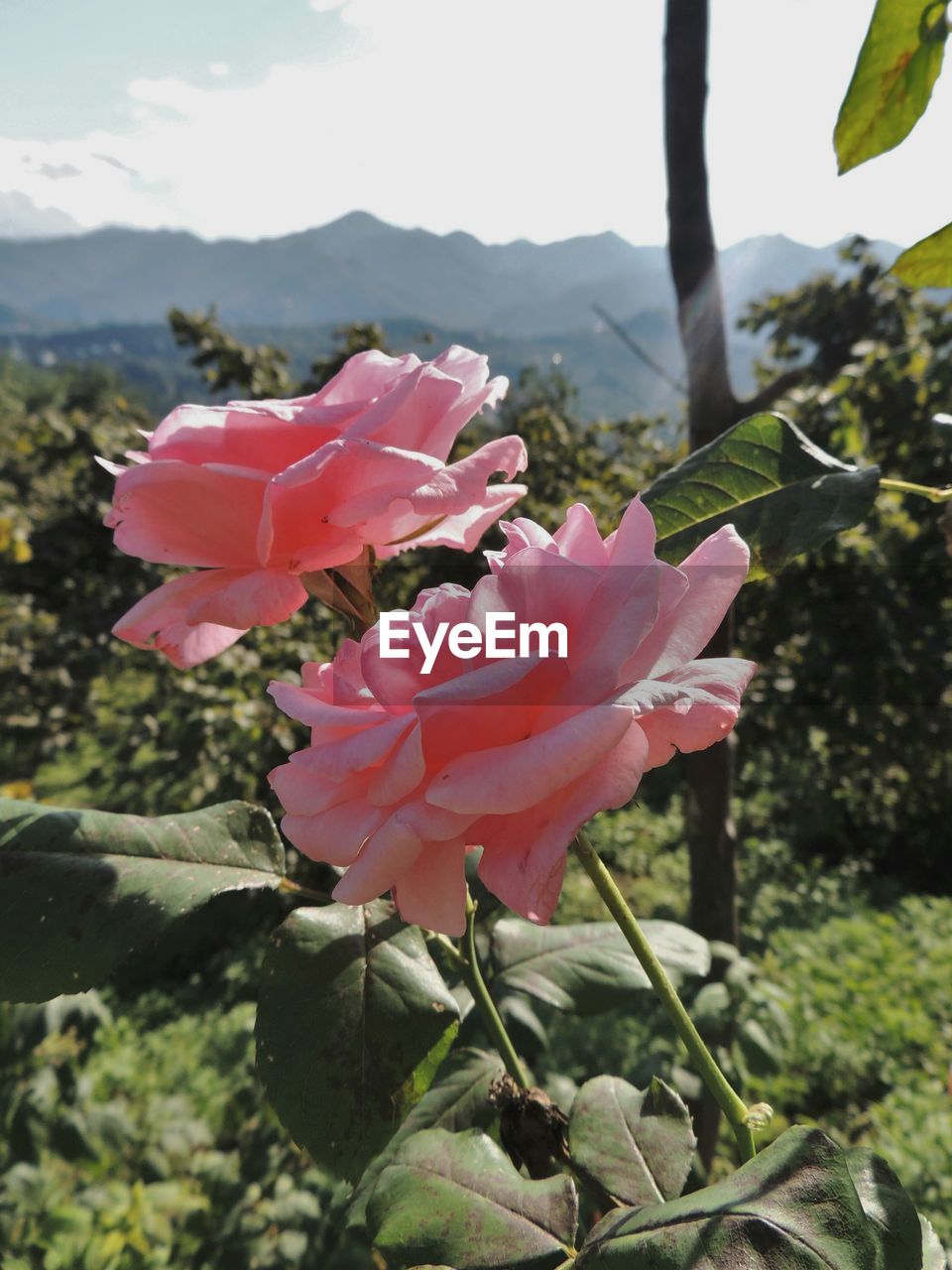 Close-up of pink roses