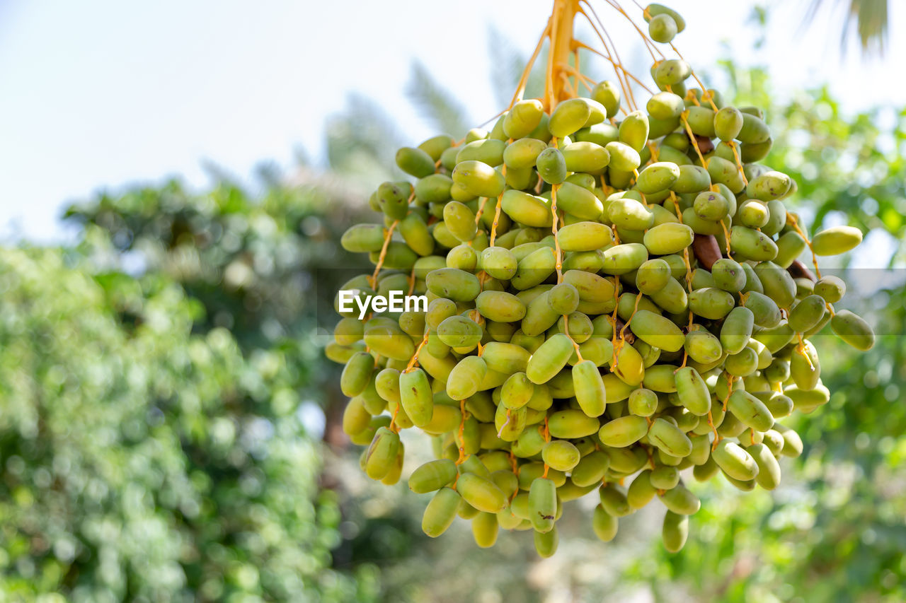 Bunch of unripe dates on a palm tree, closeup