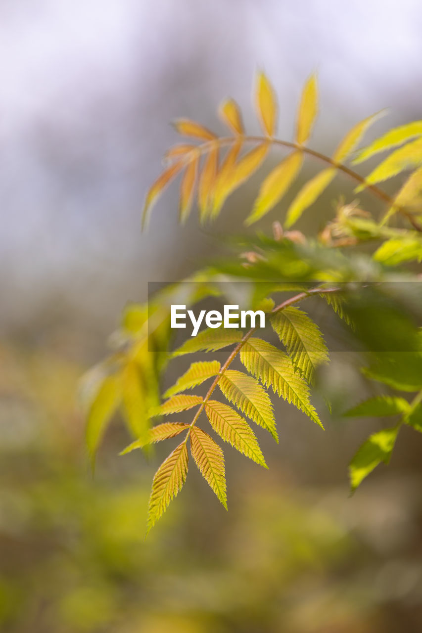 yellow, leaf, plant, tree, plant part, branch, sunlight, nature, green, no people, beauty in nature, close-up, autumn, growth, macro photography, focus on foreground, outdoors, selective focus, flower, environment, plant stem, day, land, freshness, sky, tranquility, forest, defocused, landscape