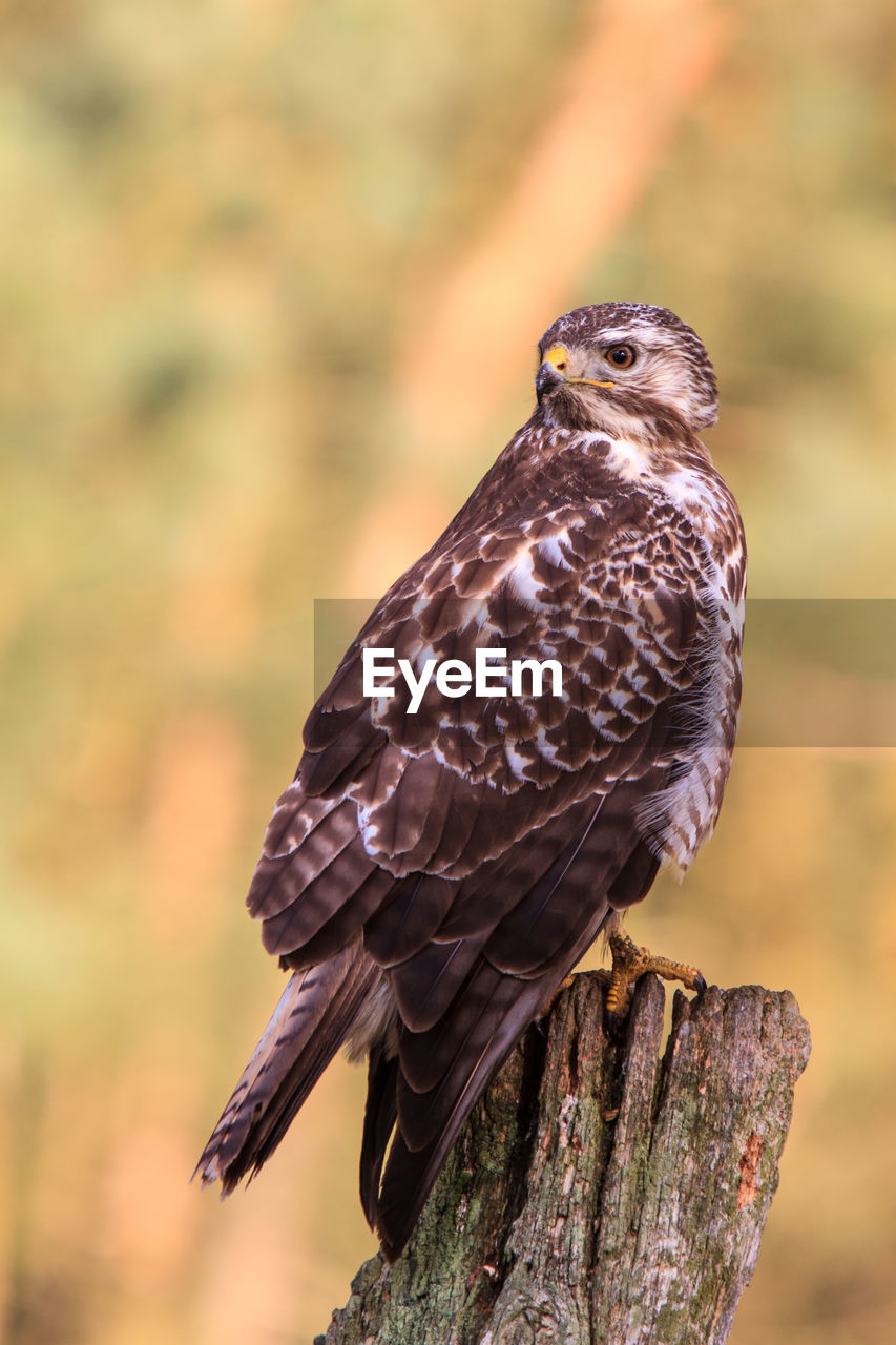 Buzzard sitting sublimely on sawed off oak trunk in forest