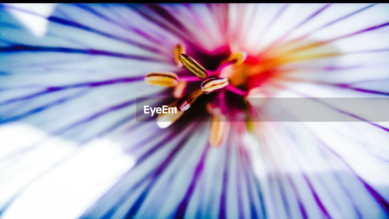 Close-up of purple flower