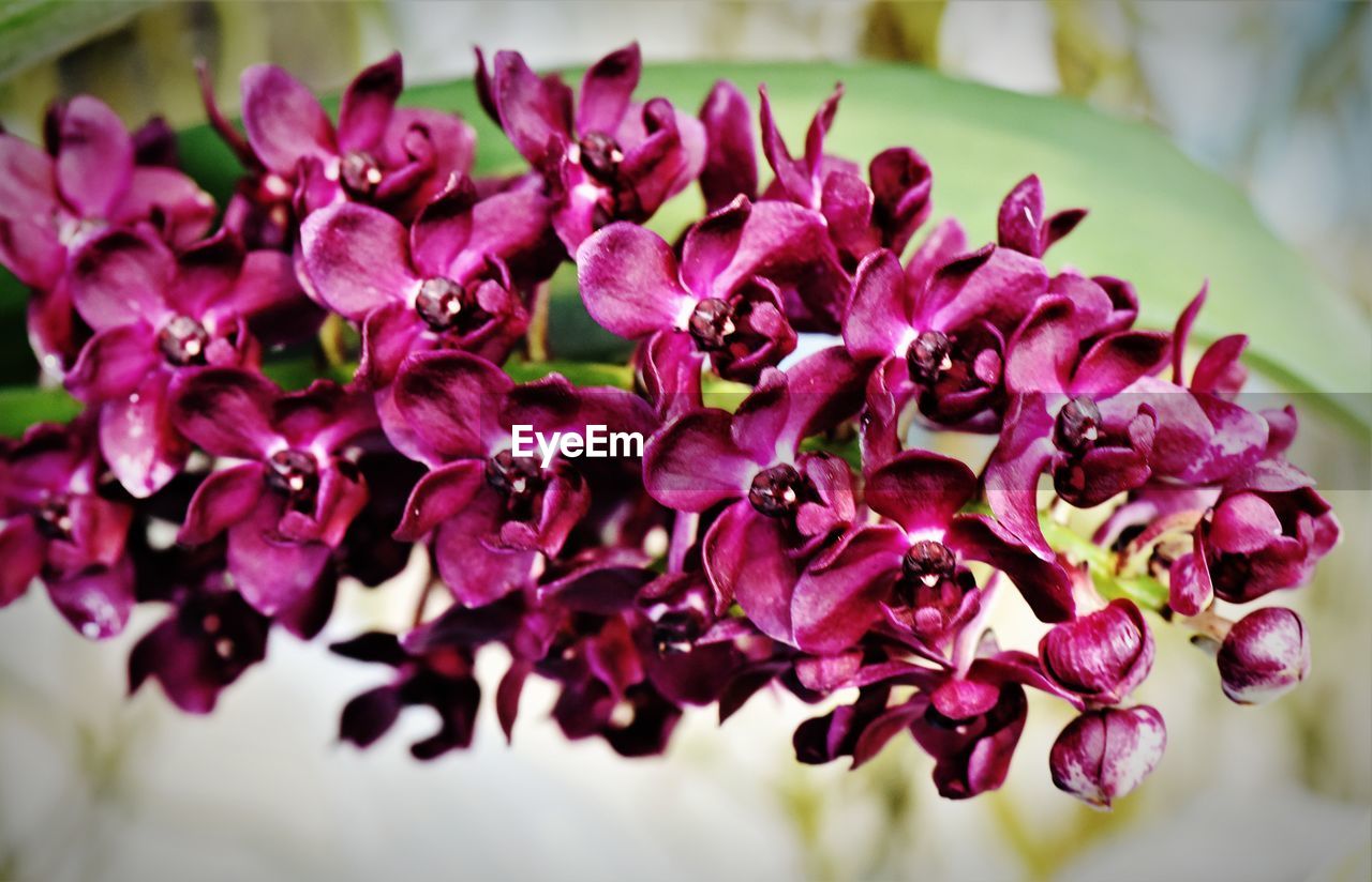 CLOSE-UP OF PINK FLOWERS