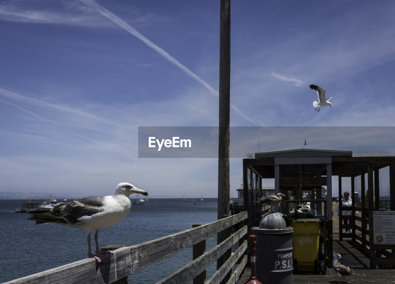 Birds on pier over sea against sky