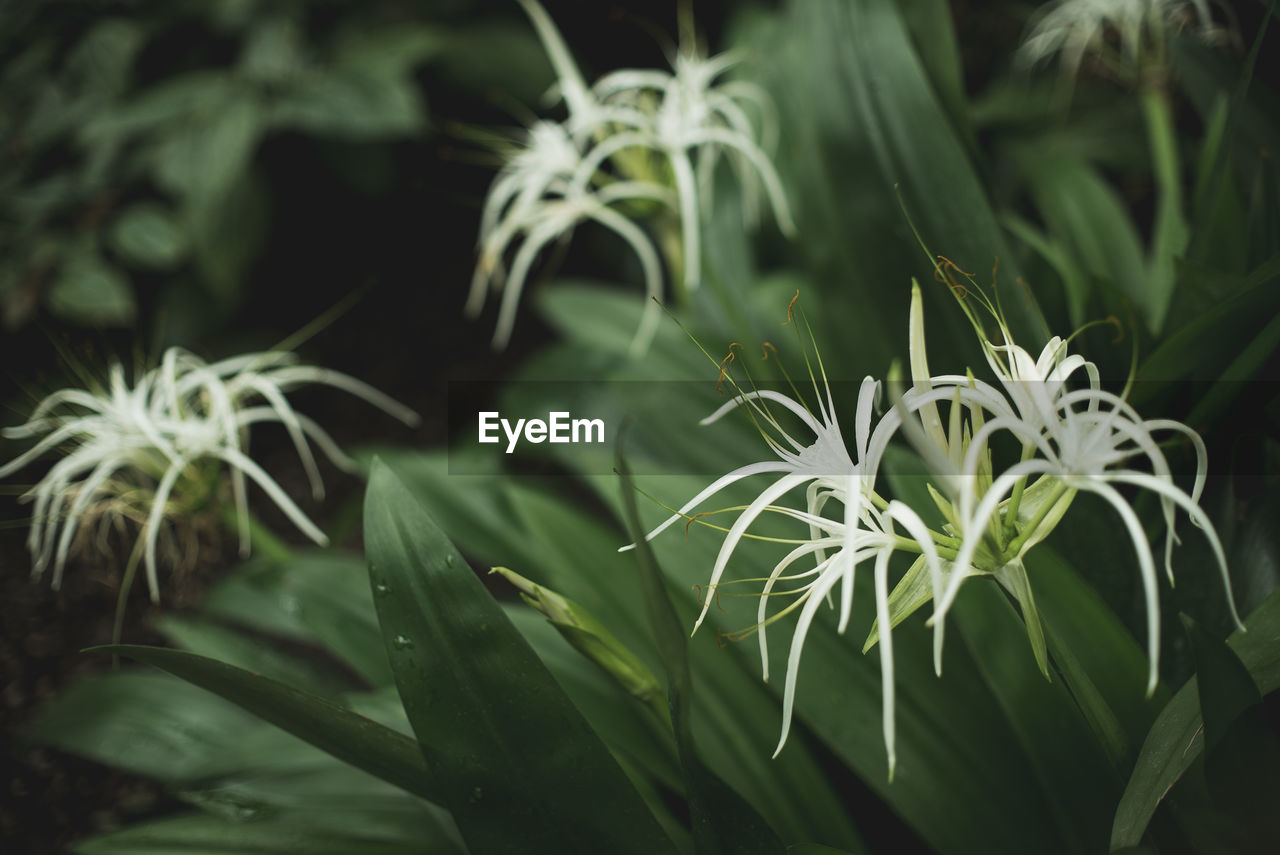 Close-up of spider lily growing on plant