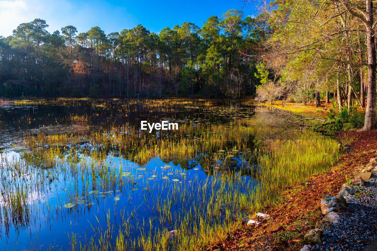 reflection, water, autumn, nature, plant, tree, leaf, environment, beauty in nature, wilderness, lake, landscape, woodland, scenics - nature, natural environment, sky, tranquility, land, no people, forest, flower, blue, wetland, tranquil scene, travel destinations, social issues, travel, outdoors, non-urban scene, tourism, meadow, stream, day, multi colored, grass, environmental conservation, body of water, sunlight, plant part, growth, rural scene