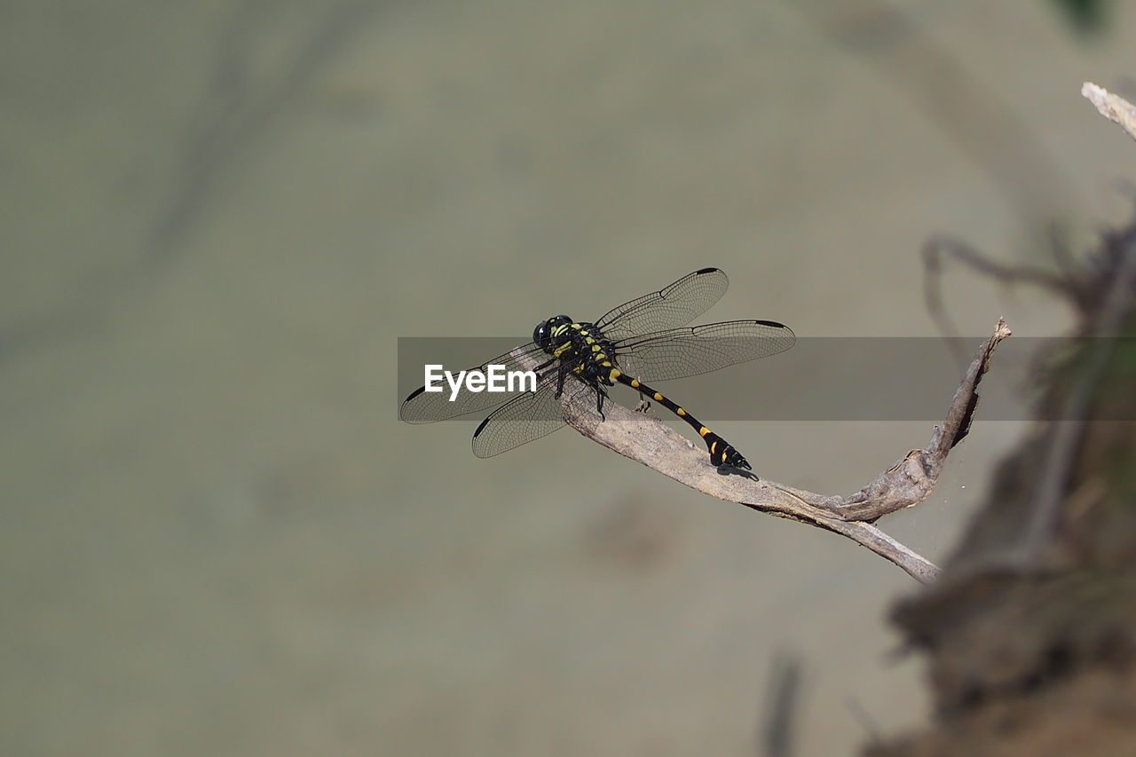 Close-up of dragonfly on twig