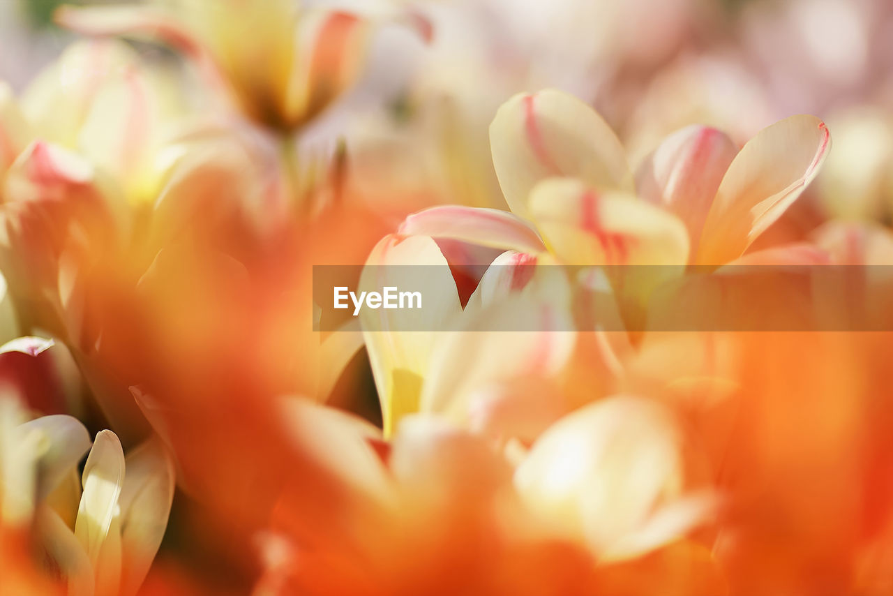 CLOSE-UP OF FLOWERING PLANTS