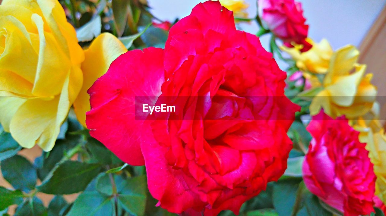 CLOSE-UP OF RED ROSE BLOOMING OUTDOORS