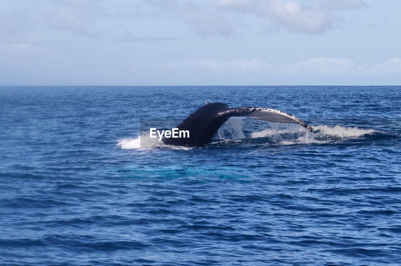 View of whale in sea against sky