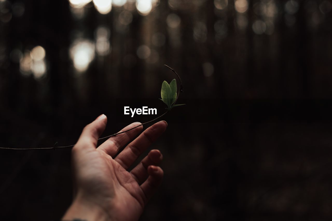 Close-up of hand holding plant at night