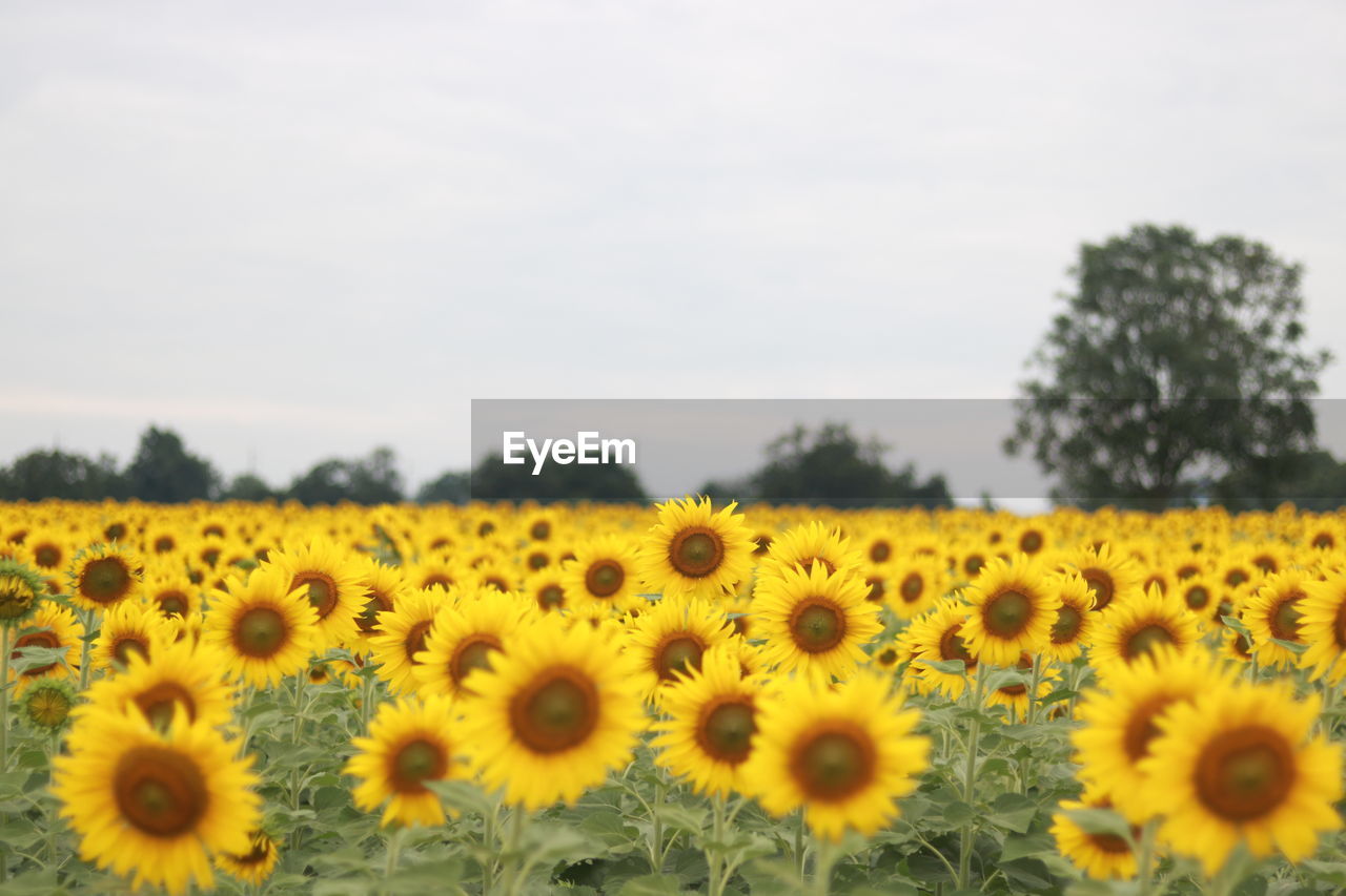 plant, flower, yellow, sunflower, flowering plant, beauty in nature, freshness, growth, landscape, sky, field, nature, flower head, rural scene, land, agriculture, environment, fragility, no people, inflorescence, cloud, scenics - nature, tranquility, petal, day, abundance, farm, focus on foreground, crop, close-up, outdoors, springtime, tranquil scene, copy space, blossom, selective focus, idyllic, horizon over land, botany, plain, tree, non-urban scene, summer, horizon
