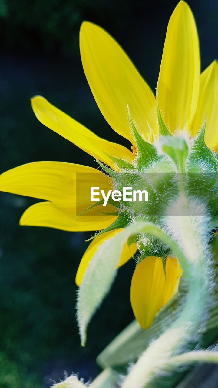 CLOSE-UP OF FRESH YELLOW DAY LILY BLOOMING OUTDOORS