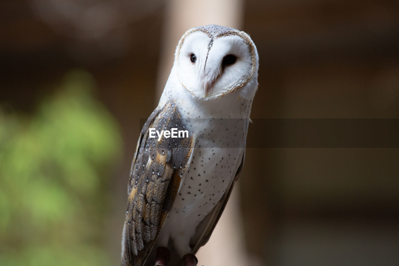 Close-up of bird