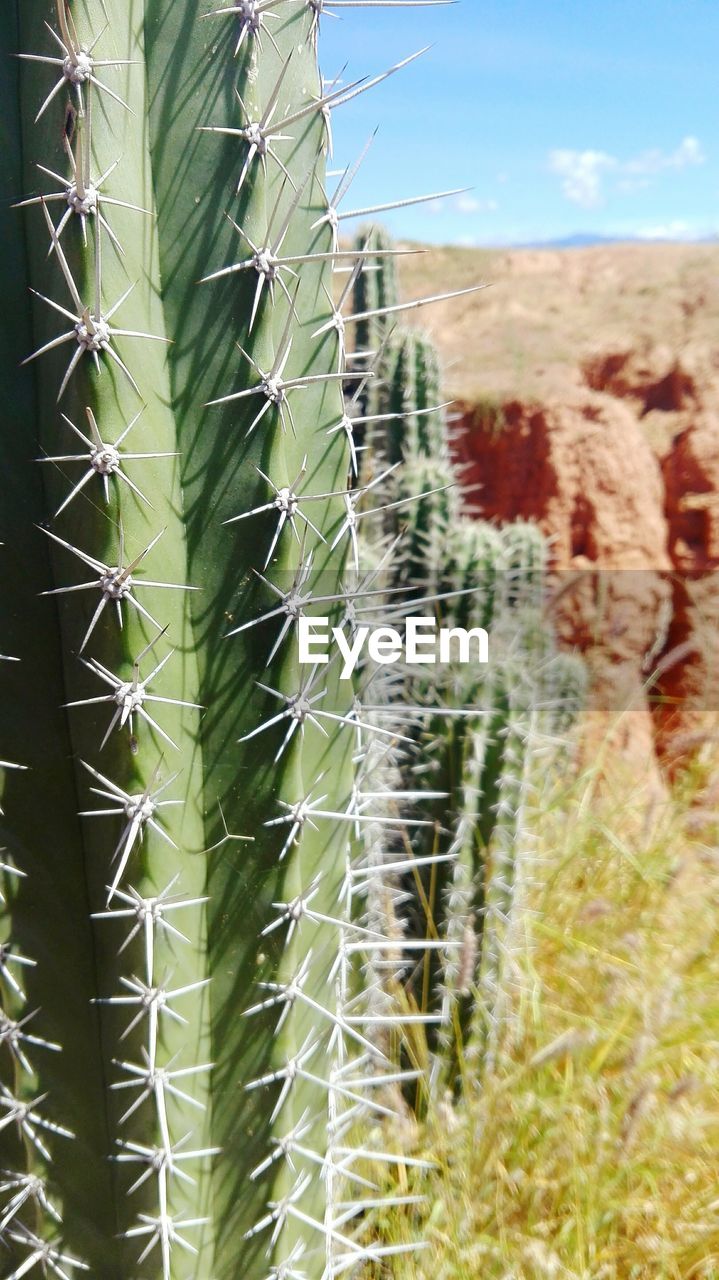 CACTUS GROWING ON FIELD AGAINST SKY