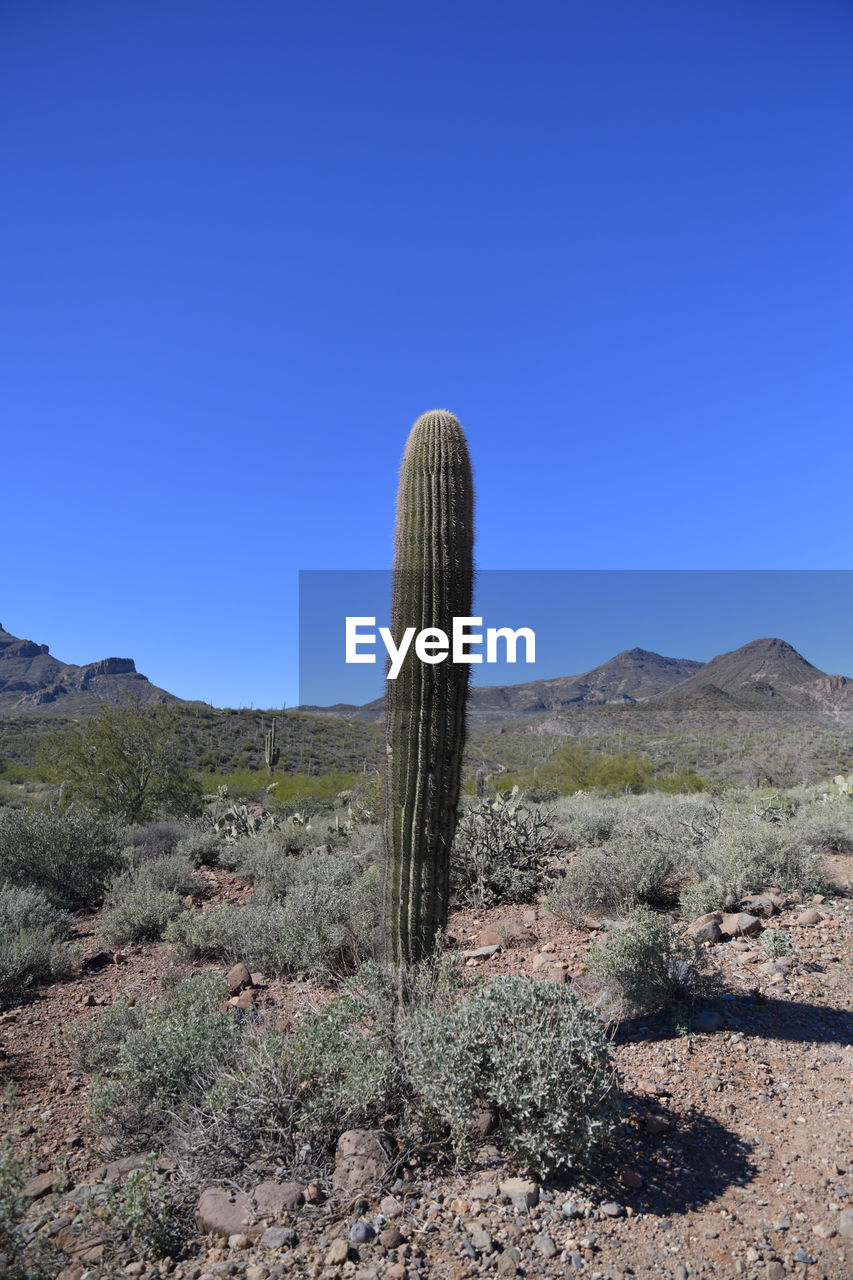 Desert cactus saguaro under blue sky