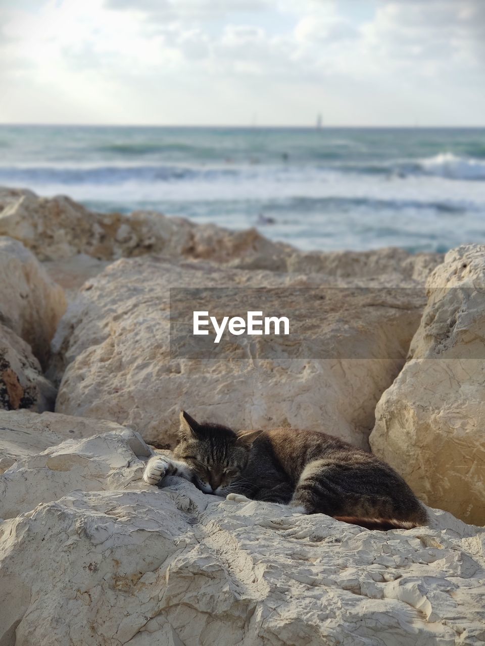 Cat relaxing on beach