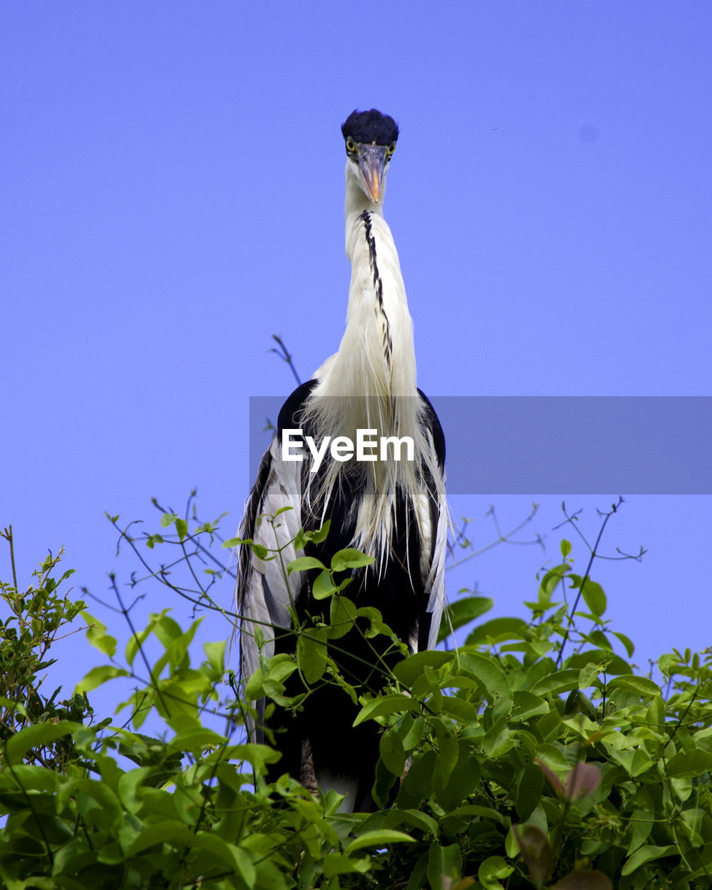 low angle view of bird against clear sky