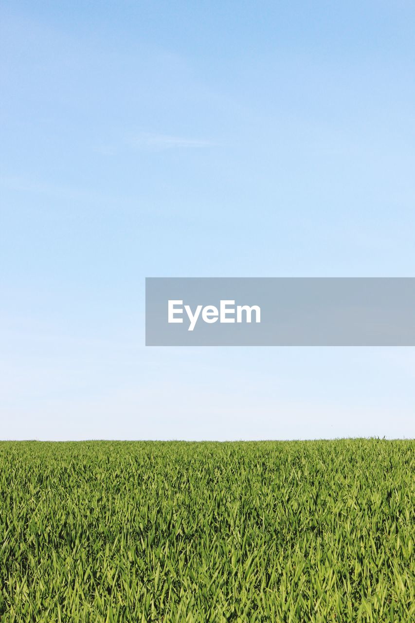 Scenic view of agricultural field against clear sky