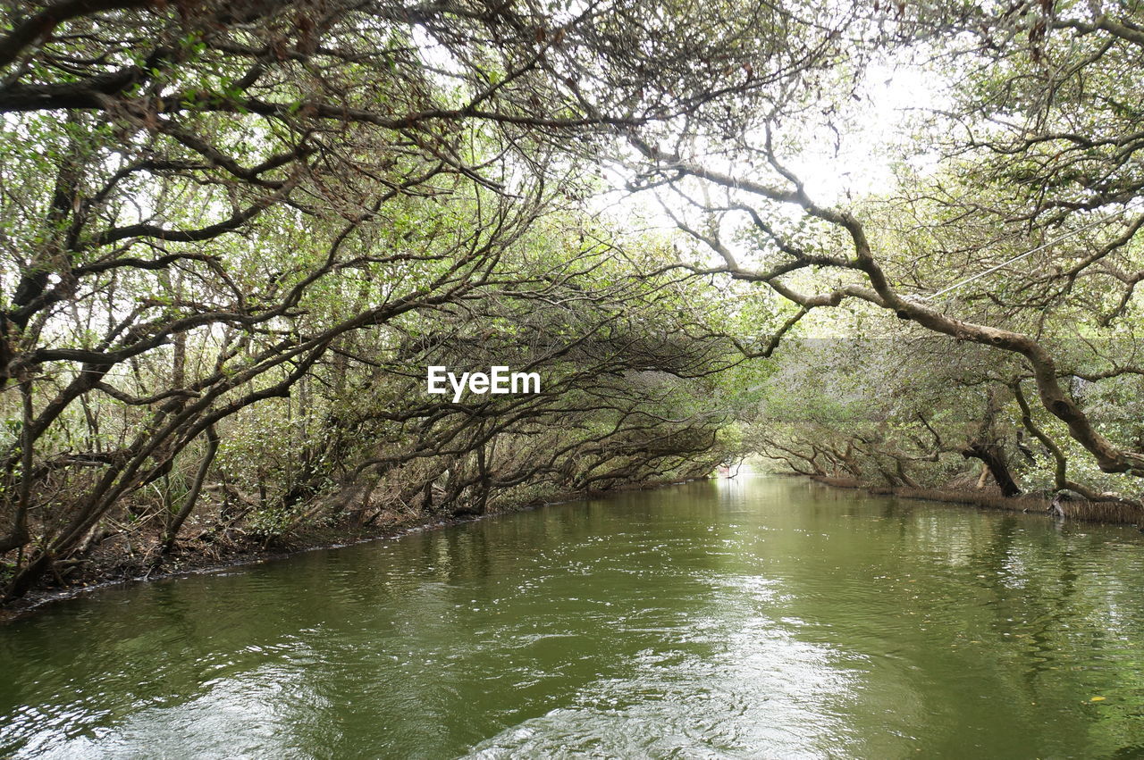 SCENIC VIEW OF RIVER BY TREE