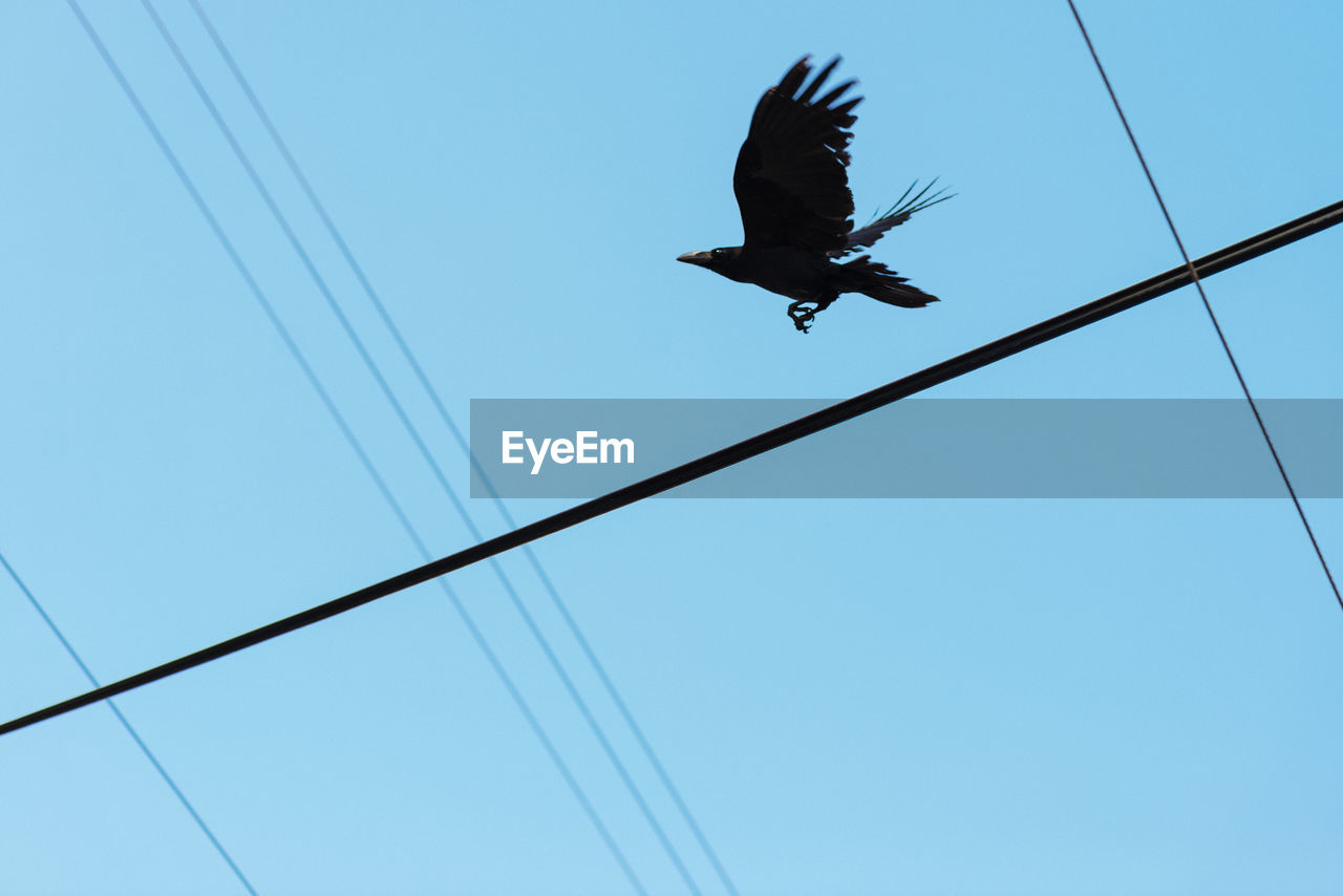 LOW ANGLE VIEW OF EAGLE FLYING IN CLEAR SKY