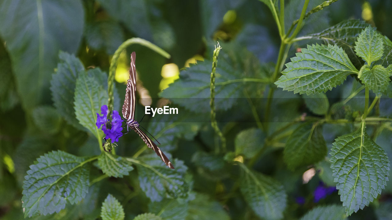 CLOSE-UP OF INSECTS ON PURPLE FLOWERING PLANT