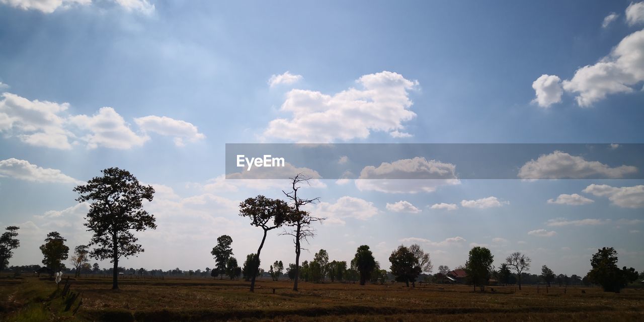 SCENIC VIEW OF TREES ON FIELD AGAINST SKY