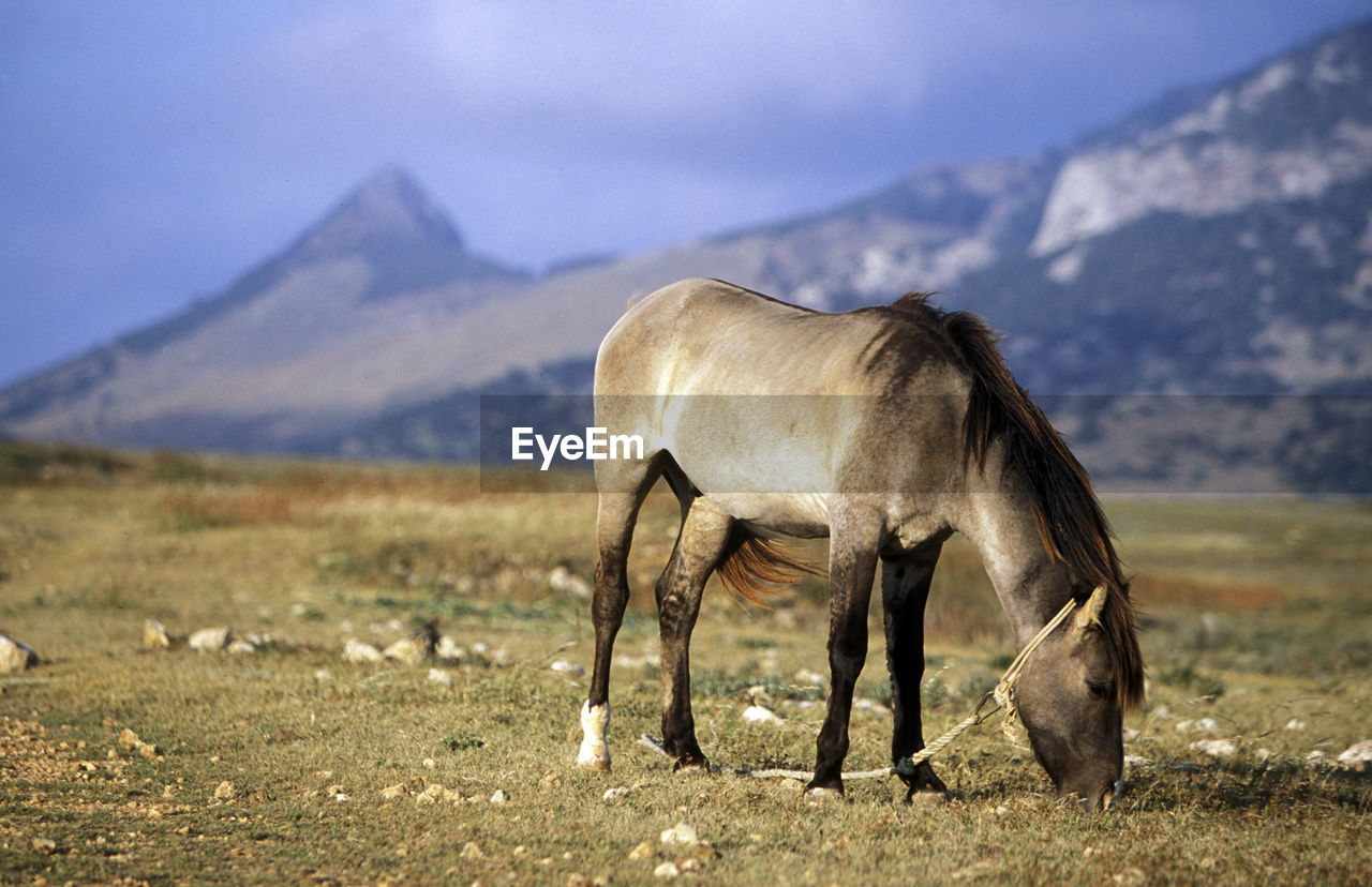 Horse grazing on field