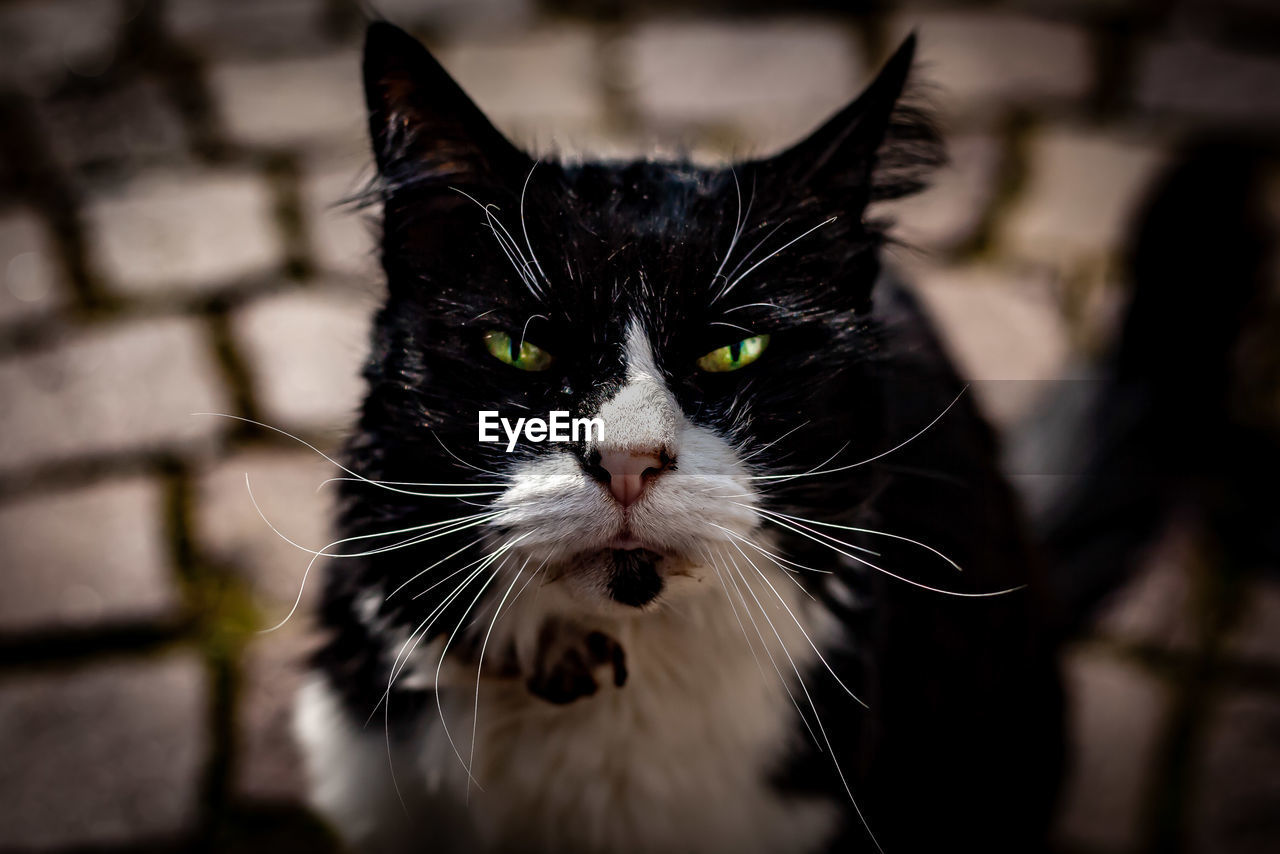 CLOSE-UP OF CAT