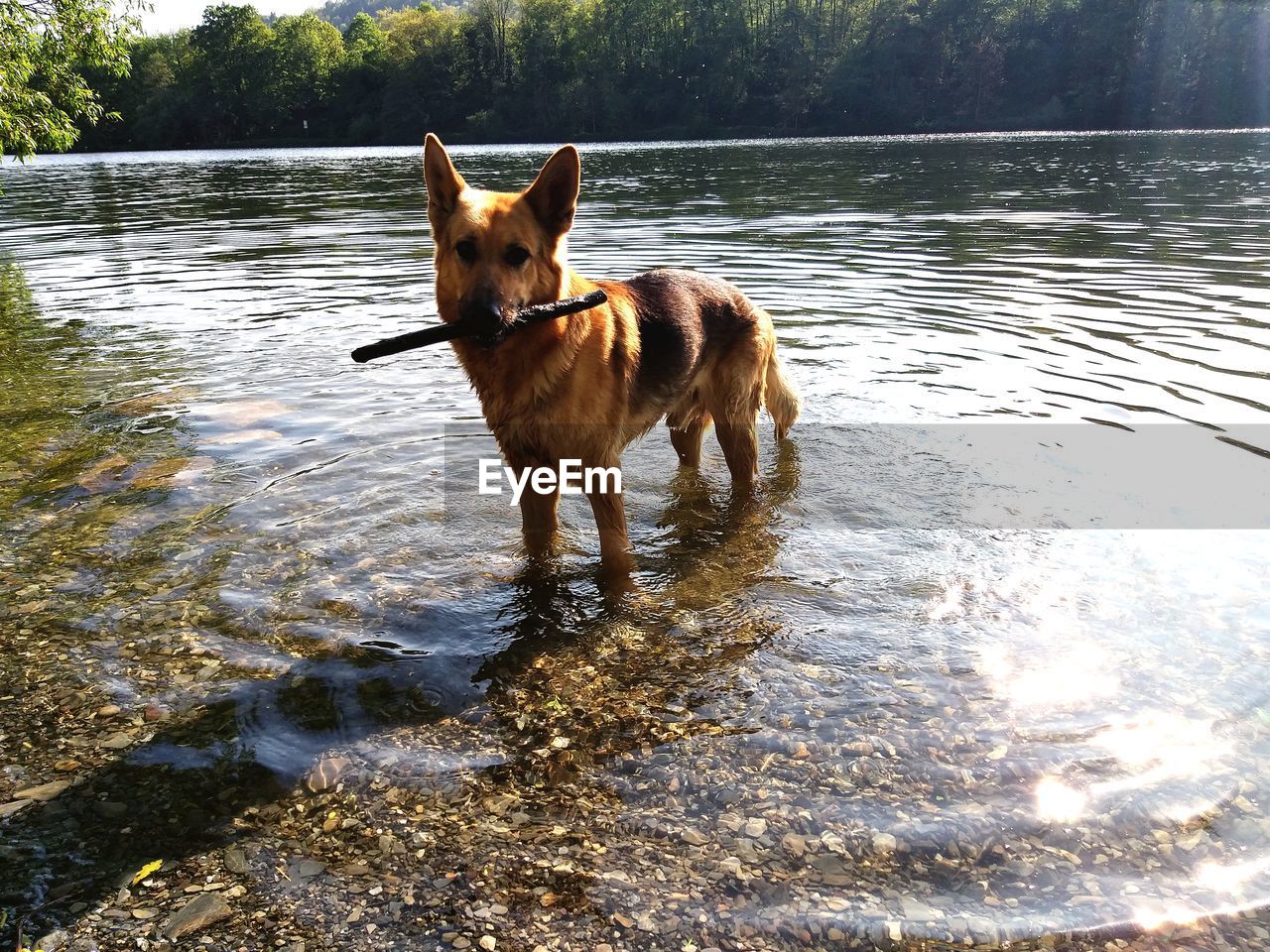 DOG STANDING ON LAKE