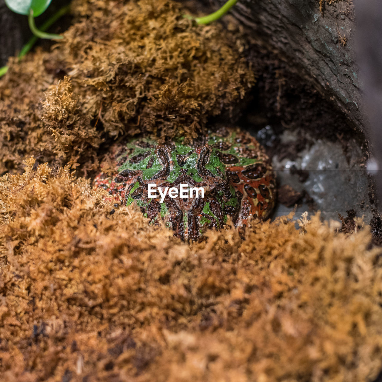 Extreme close-up of frog by plants in forest