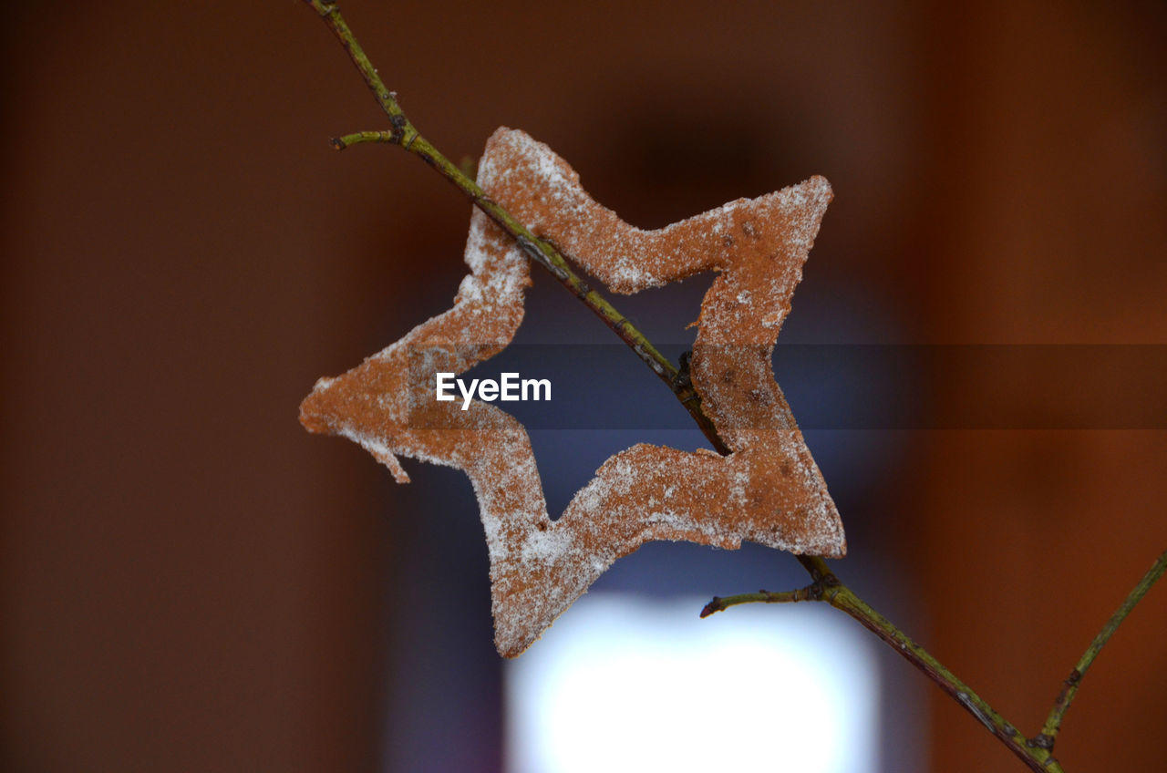 Christmas decoration, a star made of ginger bread
