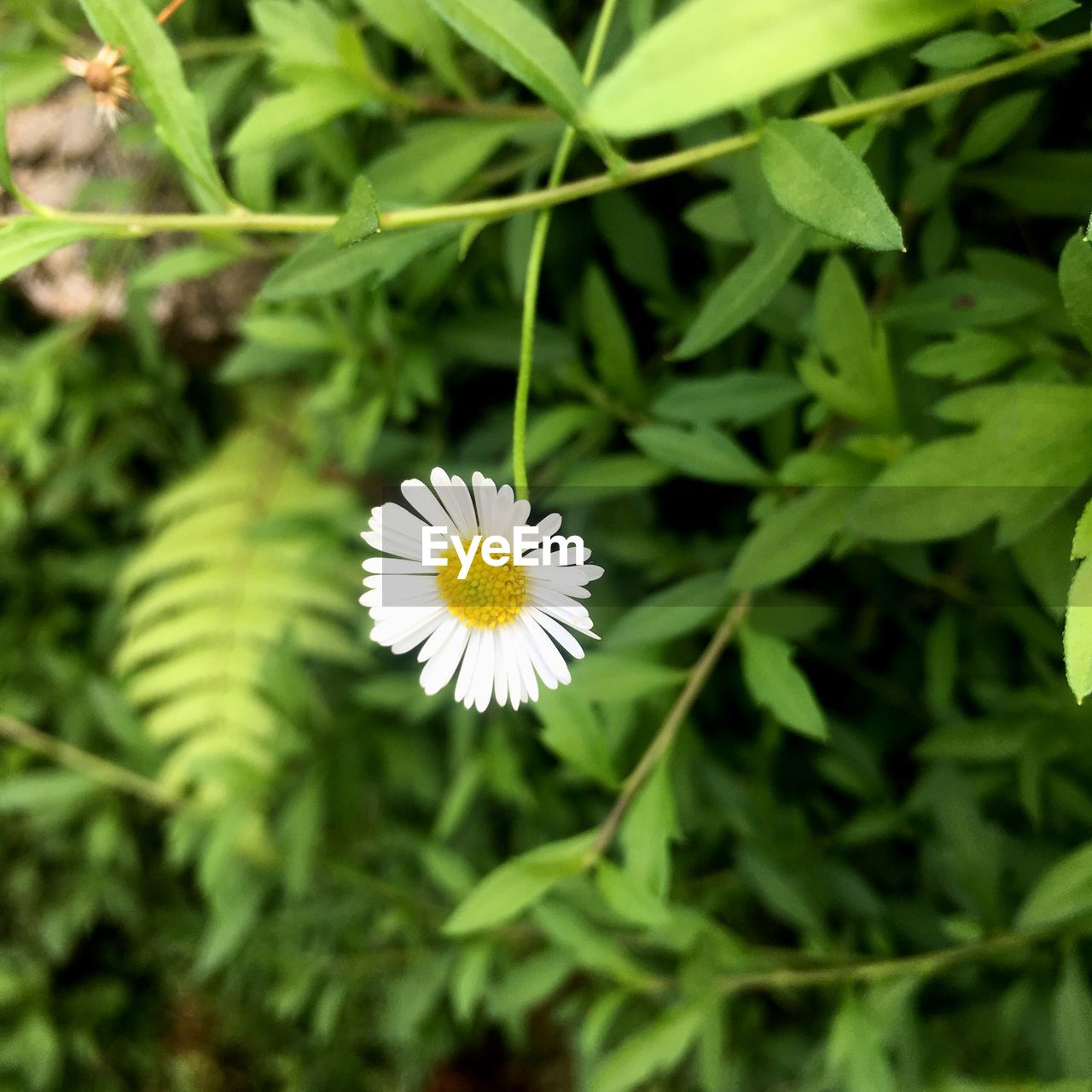 CLOSE-UP OF WHITE FLOWER BLOOMING PLANT