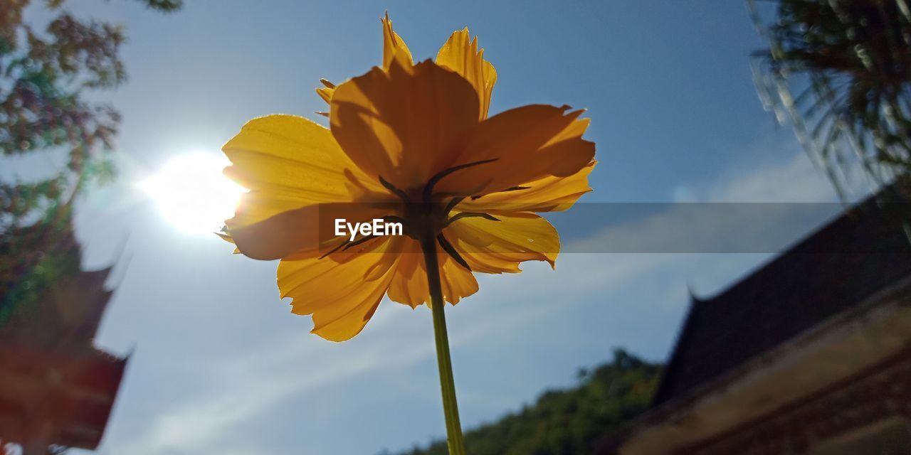 CLOSE-UP OF YELLOW FLOWER AGAINST SKY