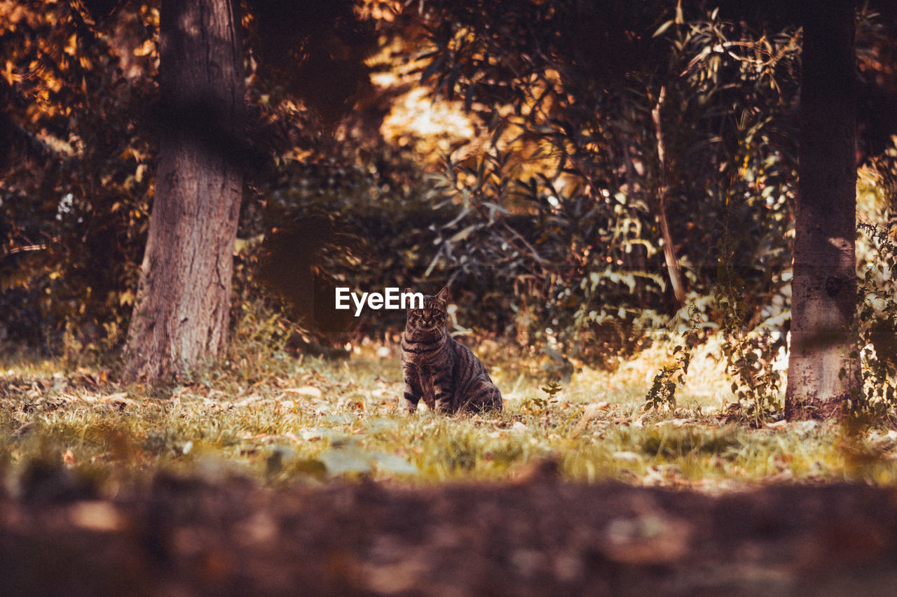 Cat looks at falling leaves during golden autumn