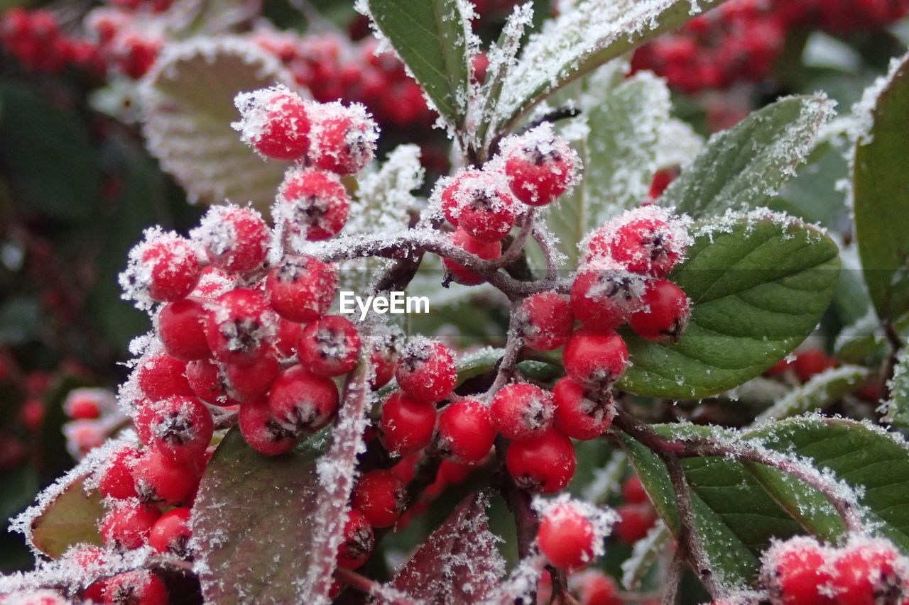 Close-up of snow covered on red berry fruits