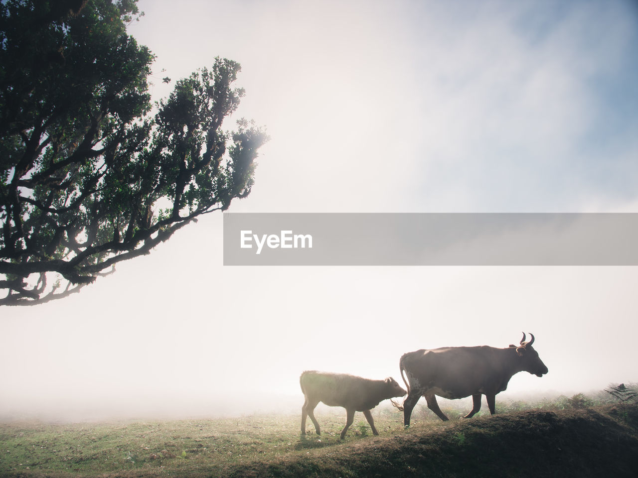 horse standing on field