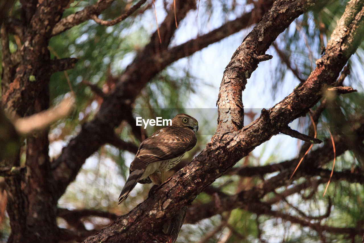 Juvenile light morph red-tailed hawk buteo jamaicensis eats a blue jay in a pine tree in naples