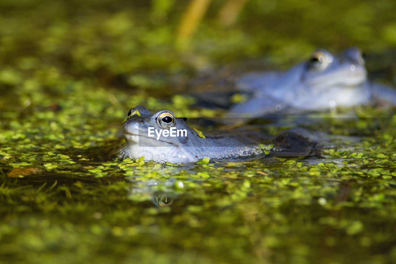 CLOSE-UP OF FROG IN WATER