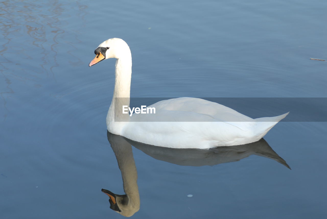 SWAN SWIMMING ON LAKE