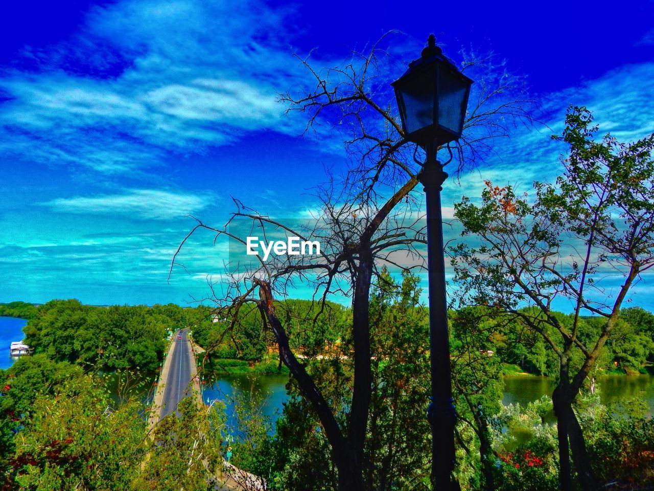 SCENIC VIEW OF TREES AGAINST SKY