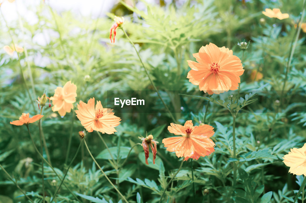 CLOSE-UP OF FLOWERS BLOOMING