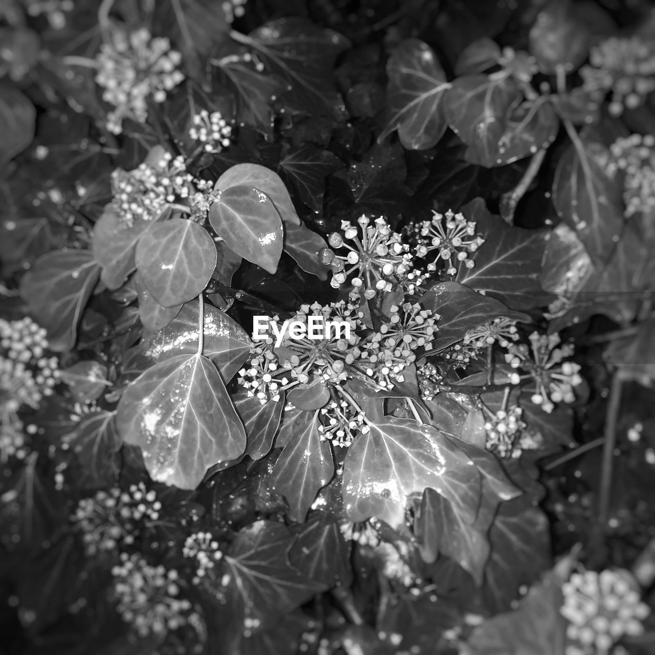 CLOSE-UP OF FLOWERS BLOOMING IN TREE