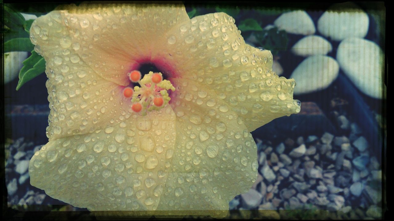 CLOSE-UP OF FLOWERS GROWING ON PLANT