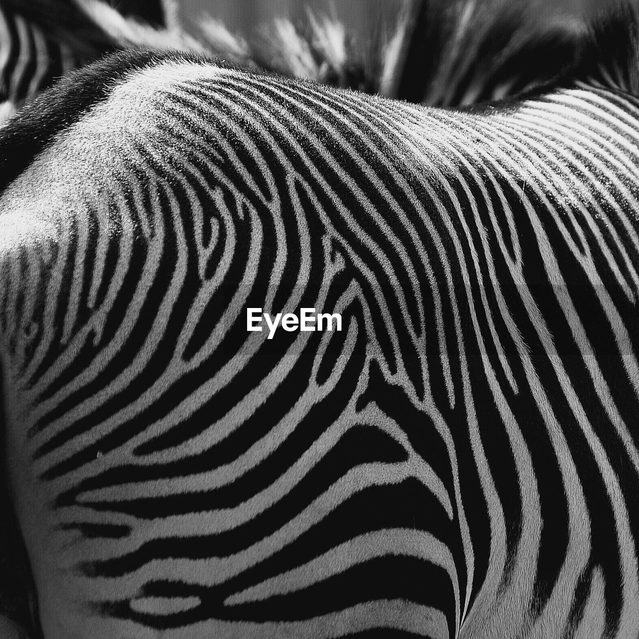 FULL FRAME SHOT OF ZEBRA