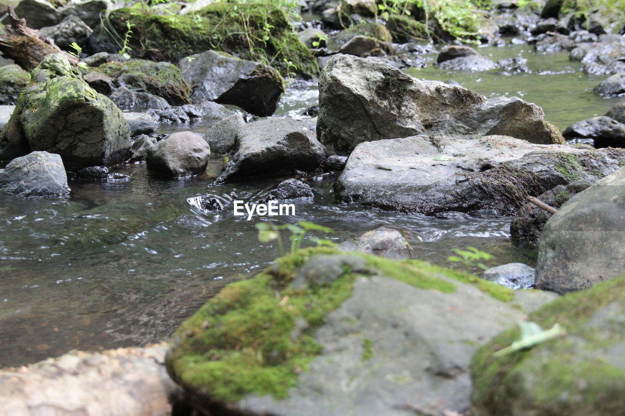 CLOSE-UP OF BIRDS ON ROCK BY RIVER