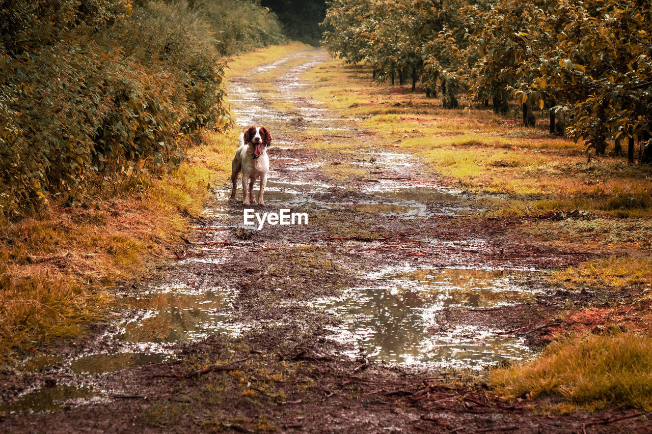 A muddy lane with dog