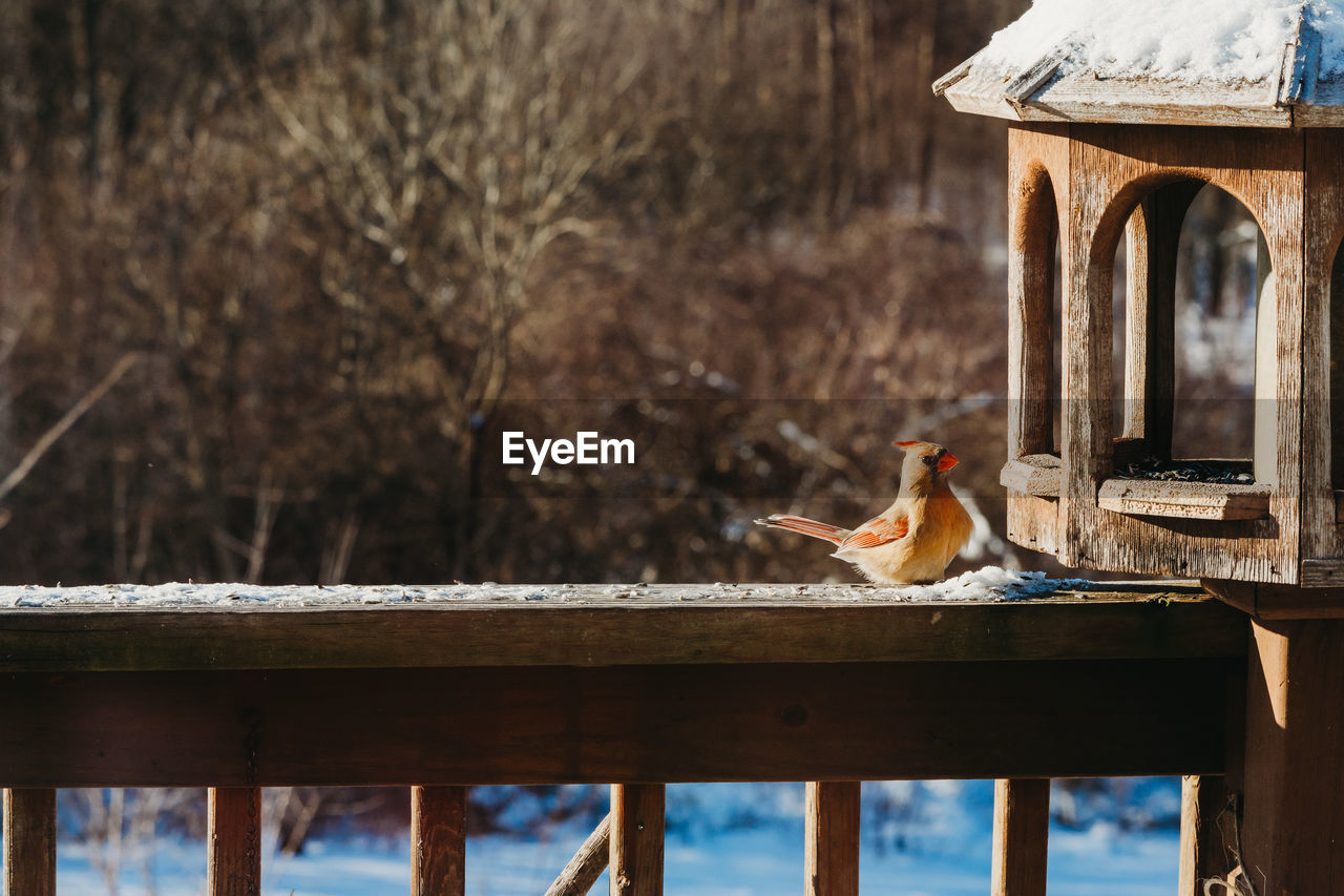 Close-up of bird perching on wooden deck