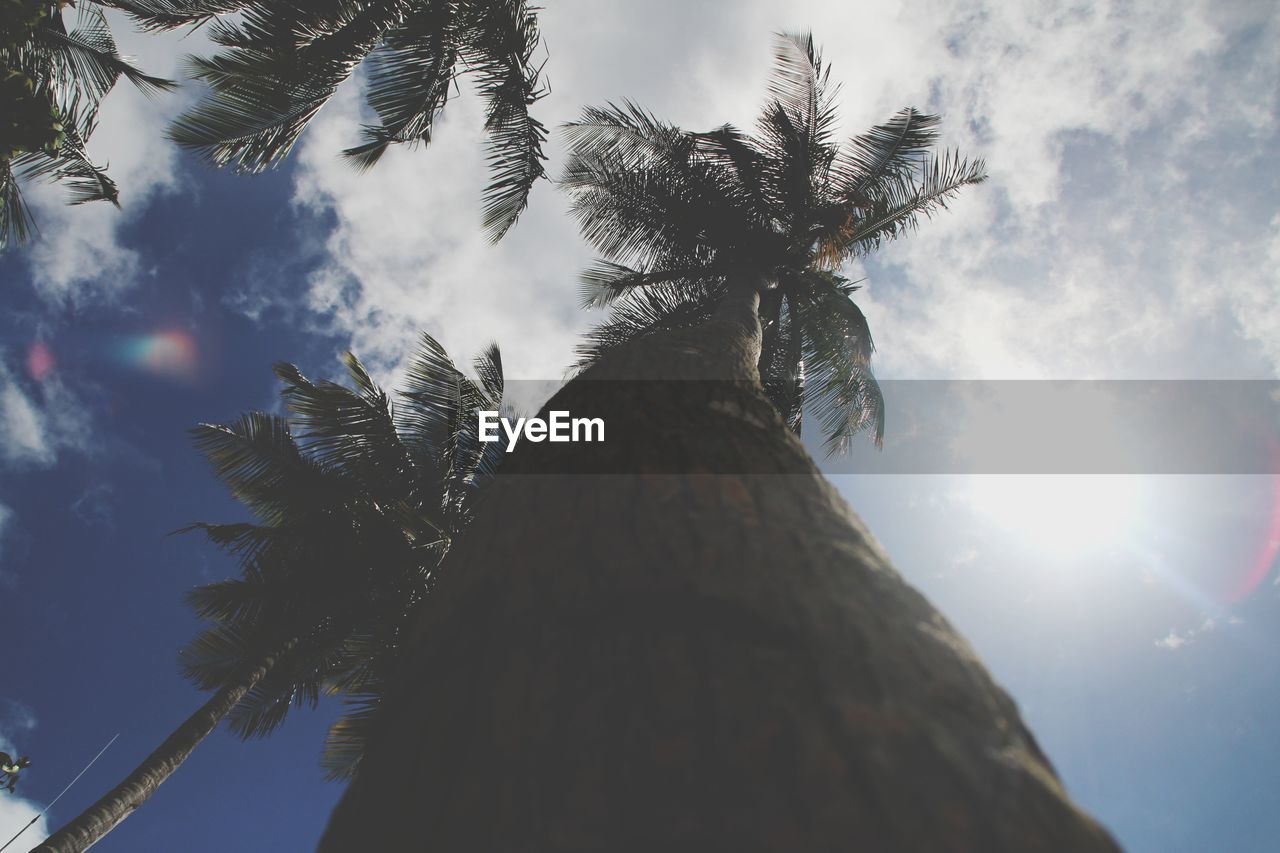 LOW ANGLE VIEW OF TREES AGAINST SKY