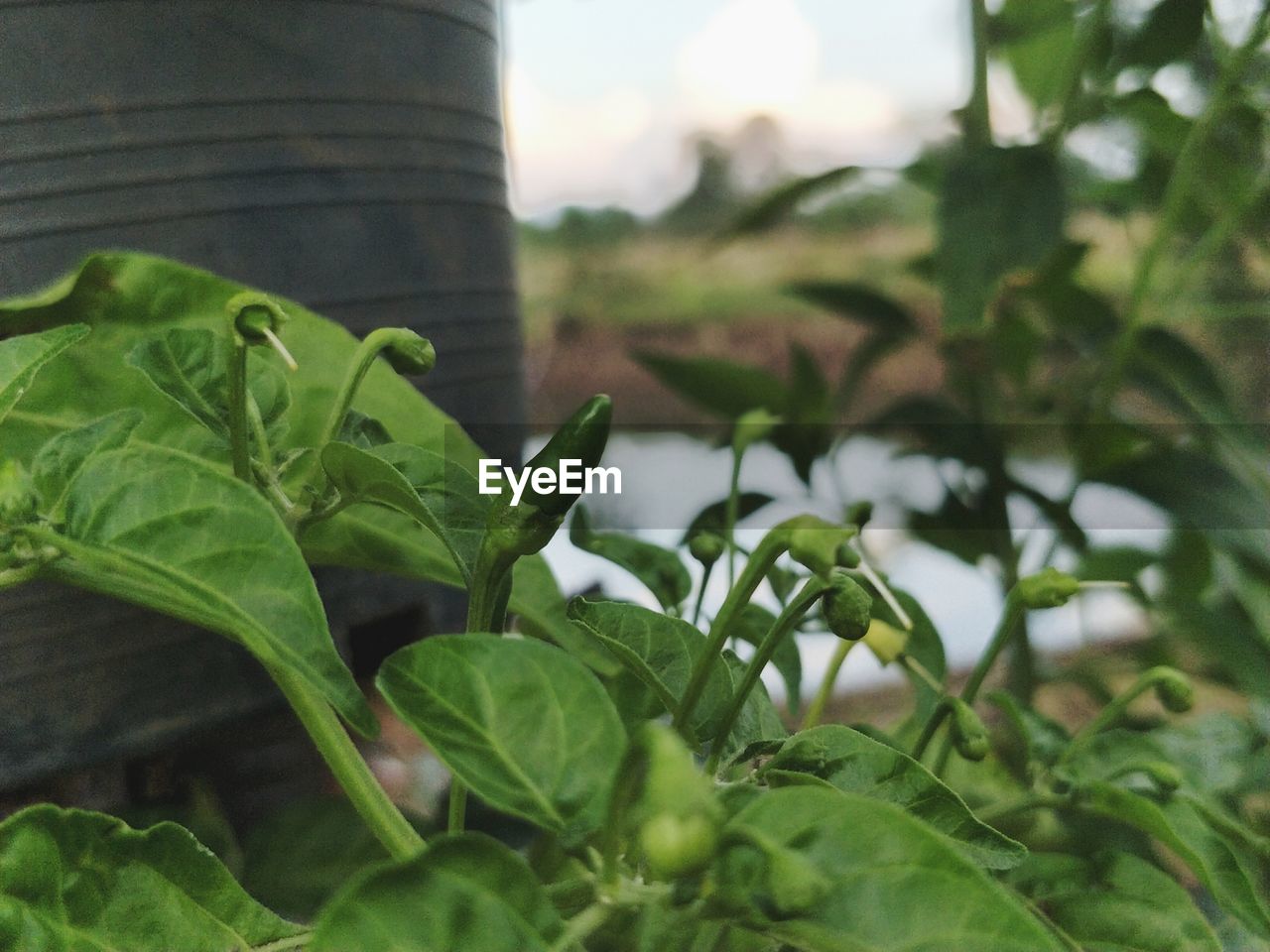 CLOSE-UP OF GREEN PLANT