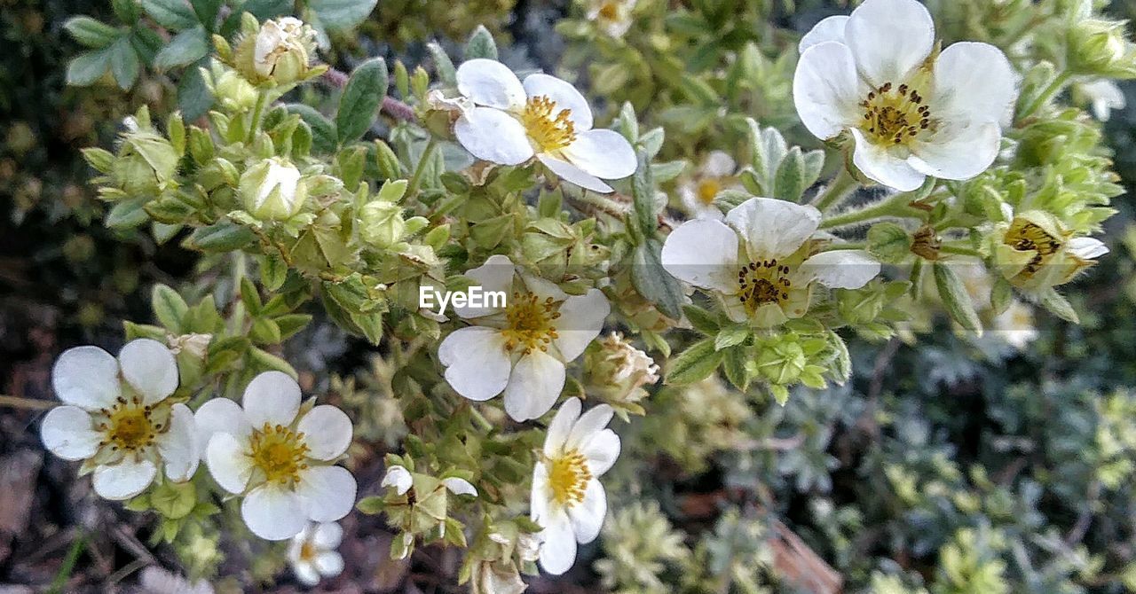 CLOSE-UP OF WHITE BLOSSOMS